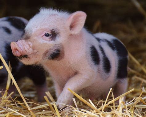 Teacup pig care  One crucial aspect of mini pig care is their diet